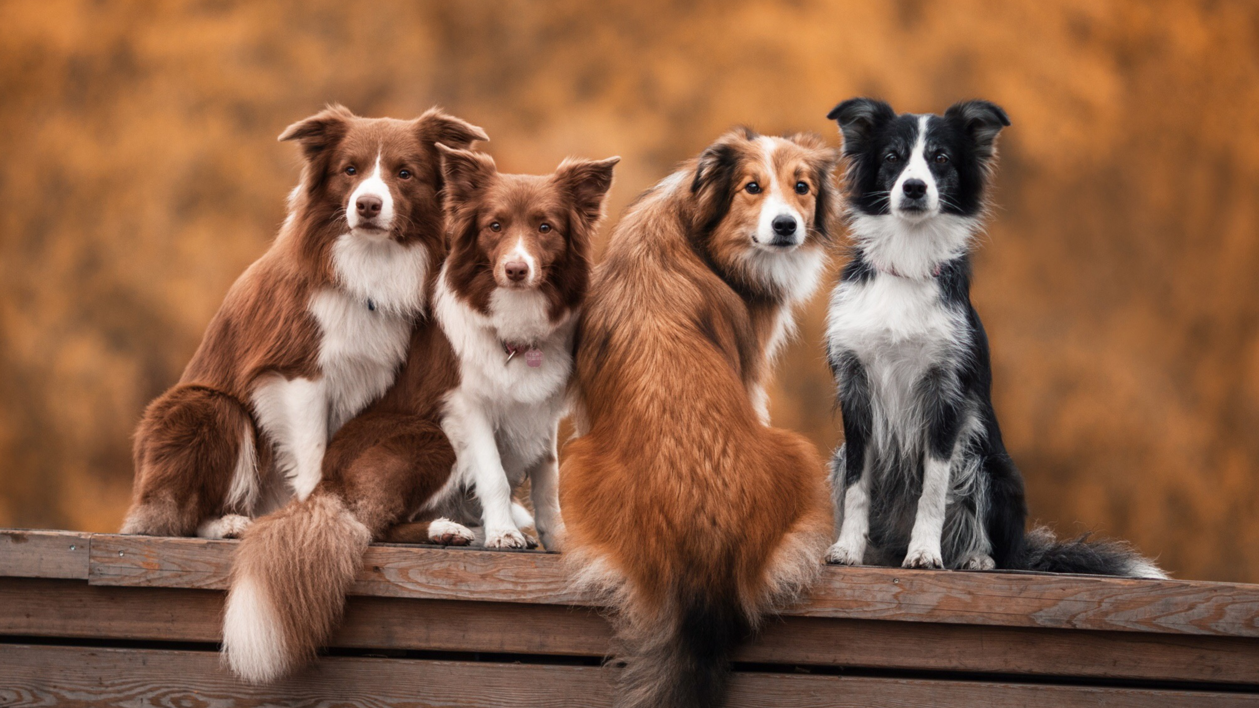 Kennel Clube Norteriograndense:
